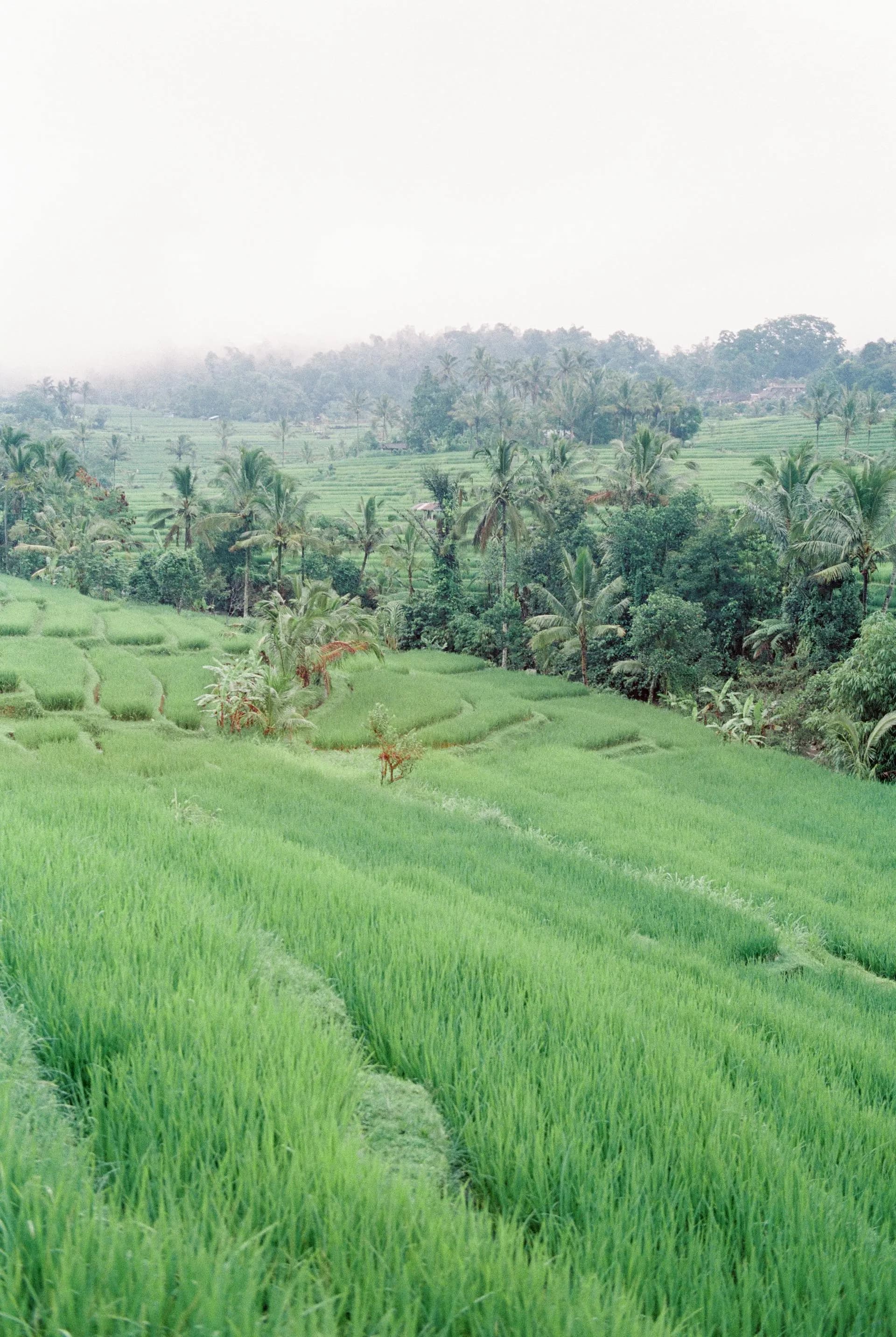 Vivre à Bali en 2026 : les vrais avantages et inconvénients de l'expatriation