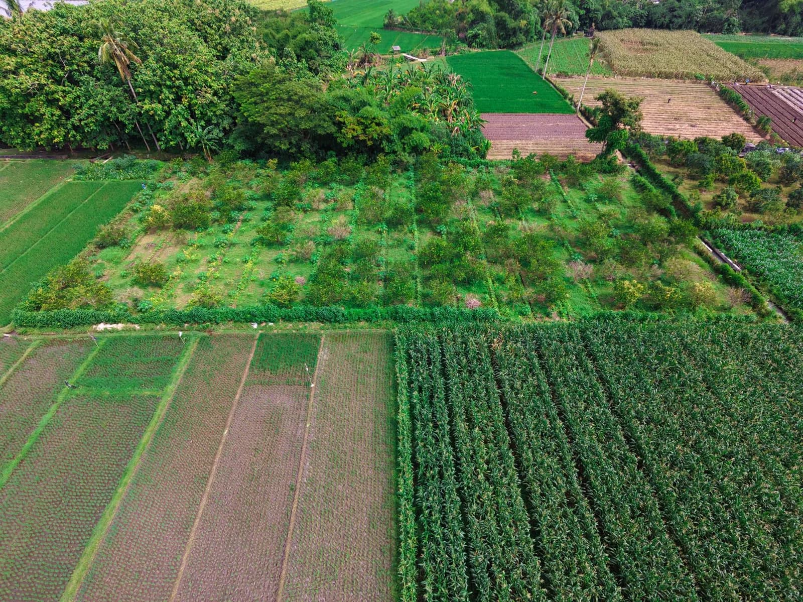 Parcelles agricoles nettement délimitées par des haies et des chemins dans la campagne balinaise