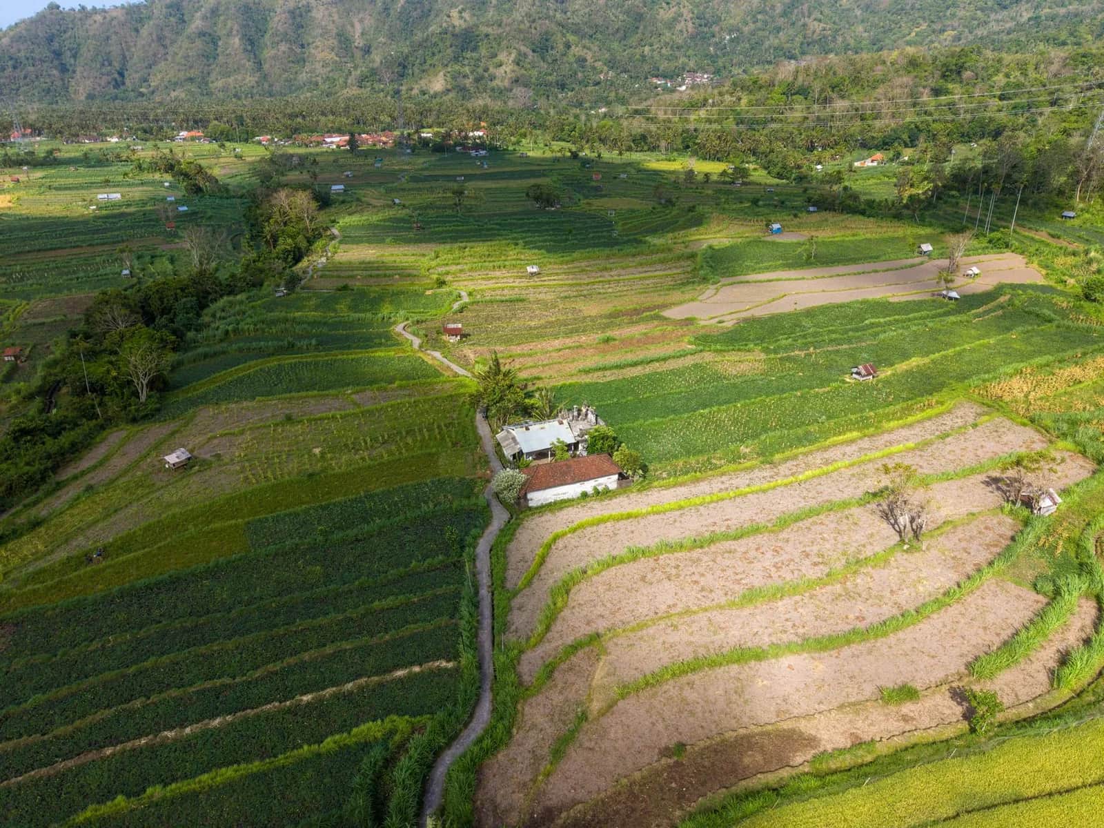 Parcelles de rizières et de cultures délimitées par des diguettes, vues du ciel à Bali