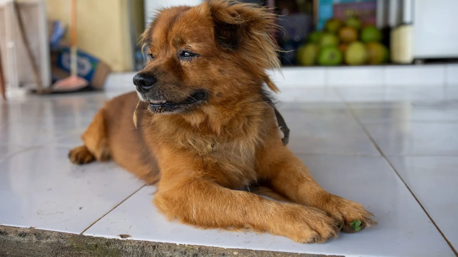 Rage à Bali : deux habitants mordus à Jembrana, 81 cas positifs depuis janvier