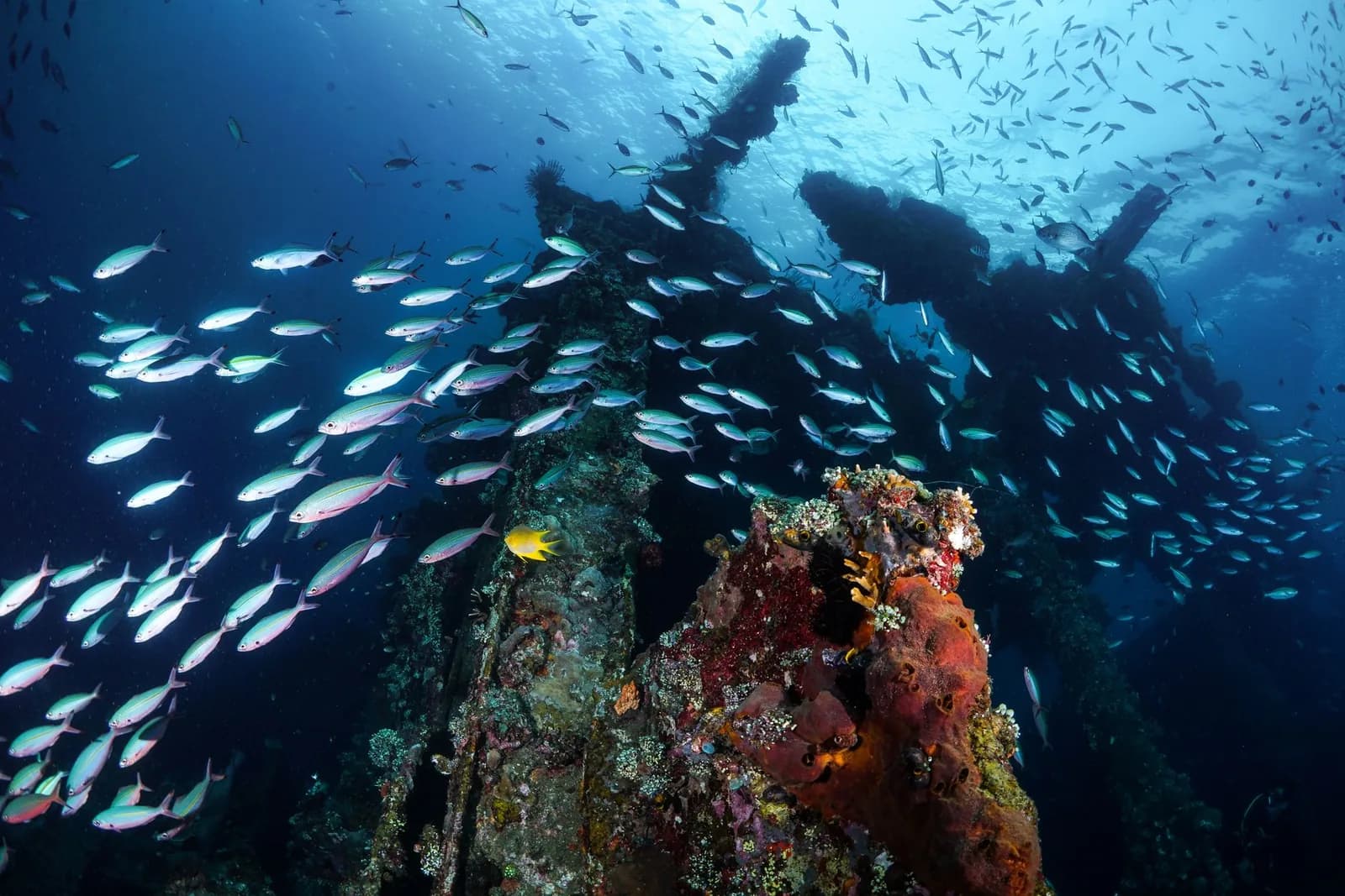 Structure d'une épave sous-marine couverte de coraux et d'éponges, entourée de bancs de poissons argentés, sur la côte nord-est de Bali