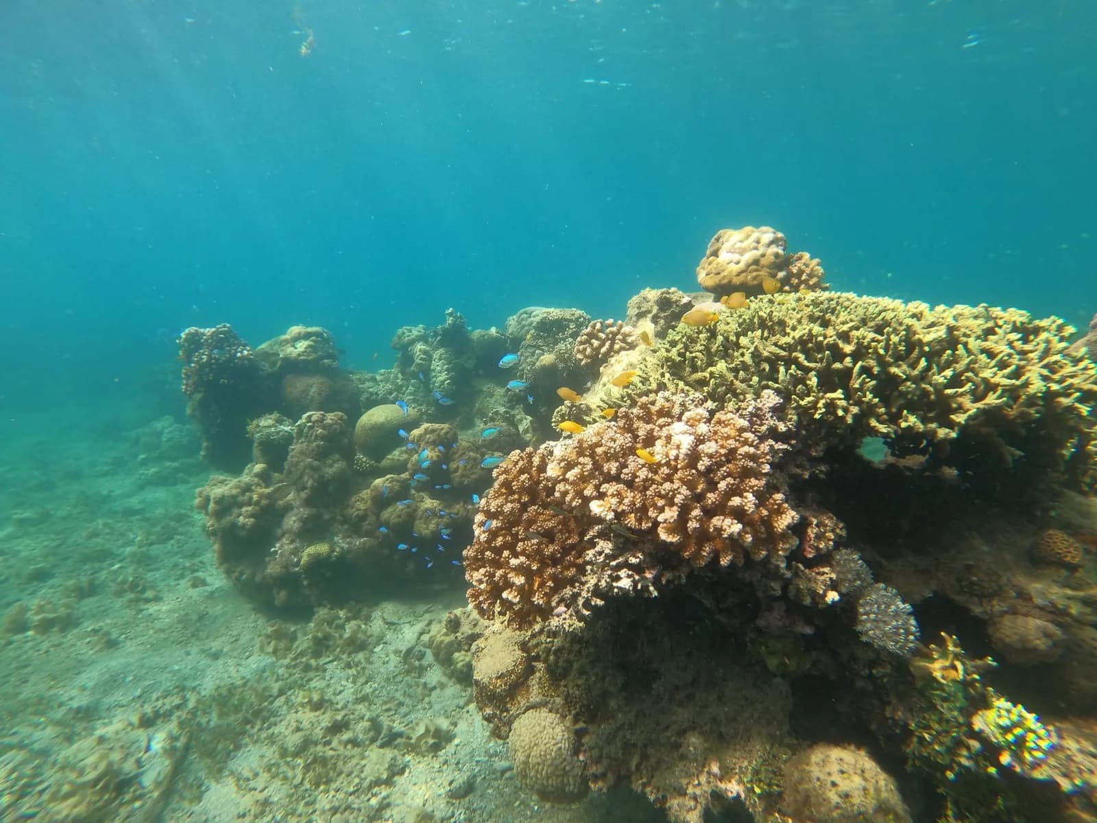 Jardin de corail peu profond avec poissons demoiselles bleus et jaunes, vu au masque et tuba comme dans la baie de Jemeluk à Amed, Bali