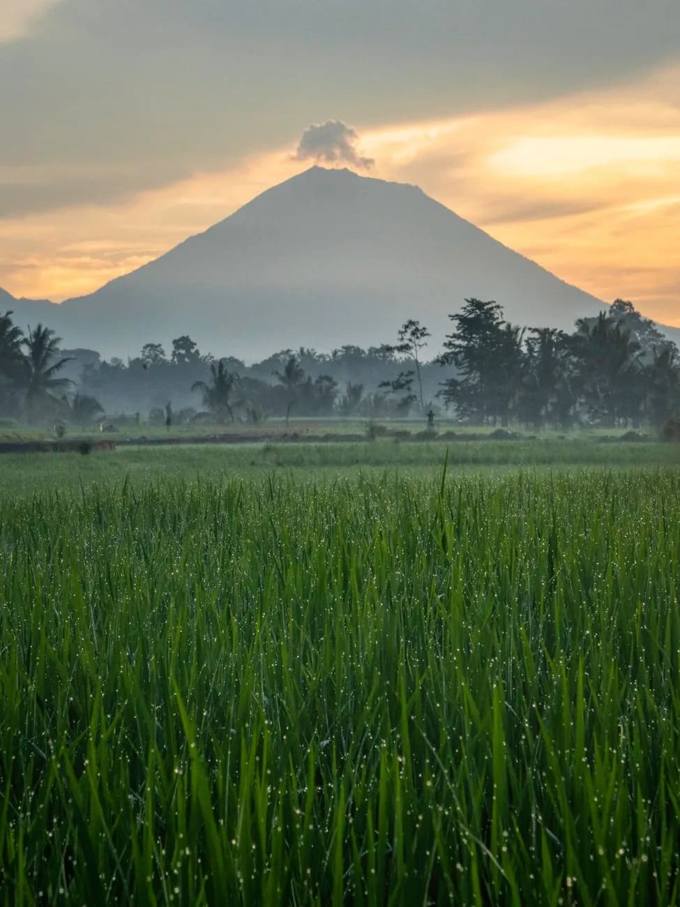 Cône du mont Agung se détachant au lever du soleil au-dessus des rizières et des palmiers de l'est de Bali