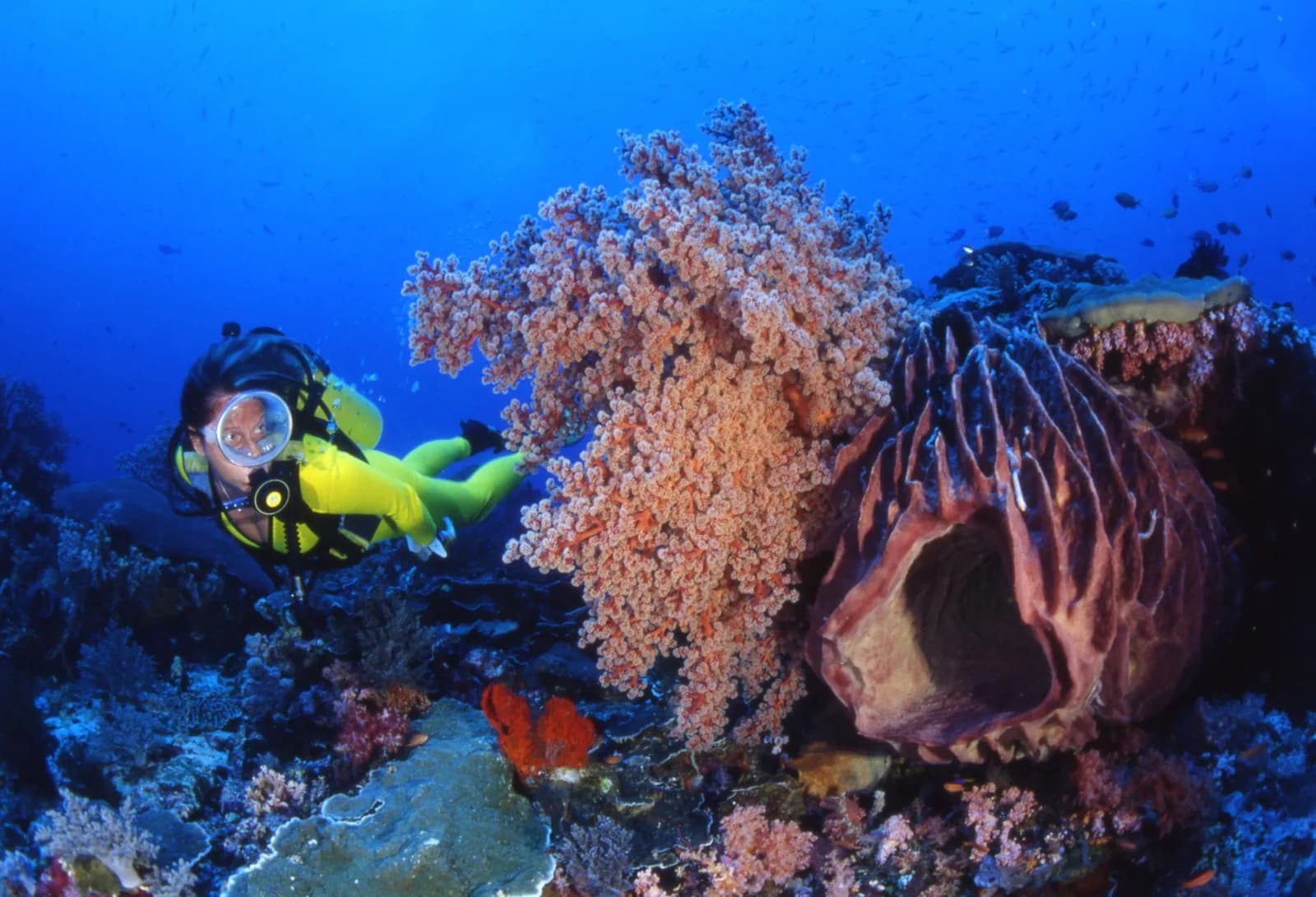 Plongeuse en combinaison jaune éclairant un corail mou rose et une éponge barrique sur un tombant, comme sur les sites de plongée d'Amed à Bali