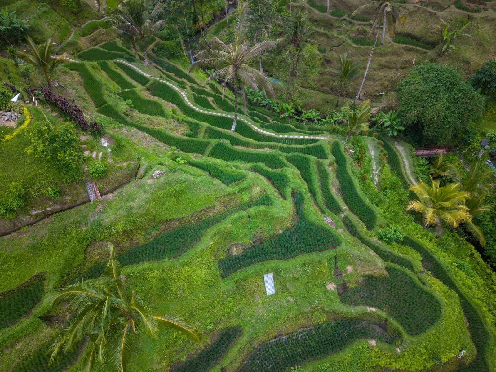 Rizières en terrasses et cocotiers vus du ciel dans une vallée de l'est de Bali, comme à Sidemen