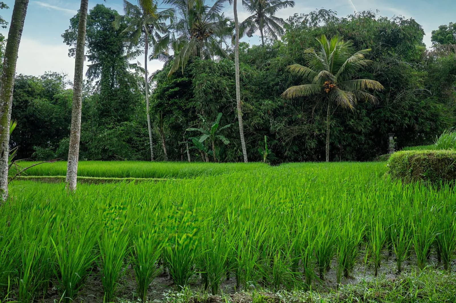 Rizière en eau bordée de cocotiers et d'un petit autel de pierre dans l'arrière-pays balinais
