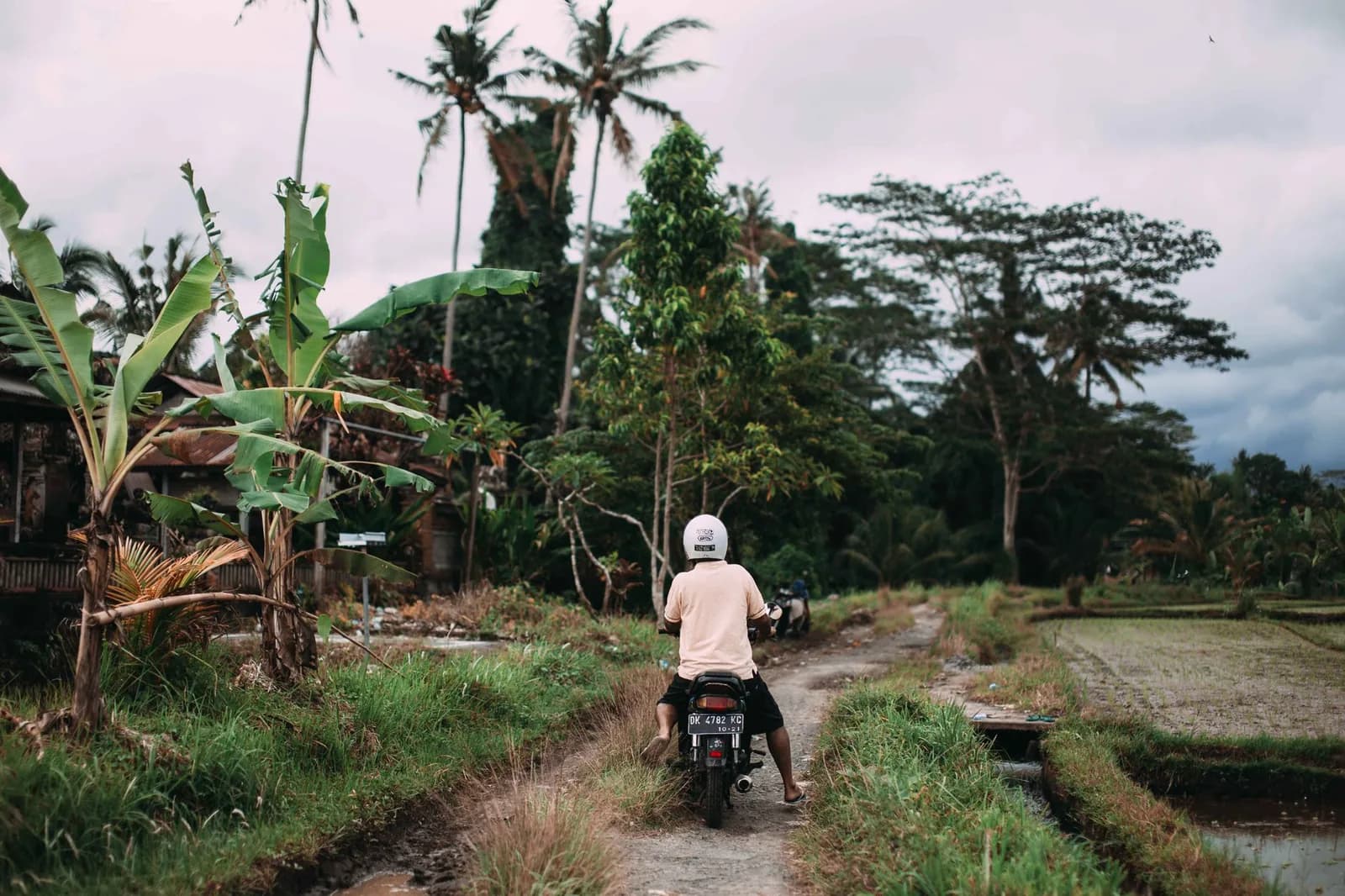 Scooter immatriculé à Bali sur un chemin de terre bordé de rizières et de bananiers, comme dans l'arrière-pays de Canggu