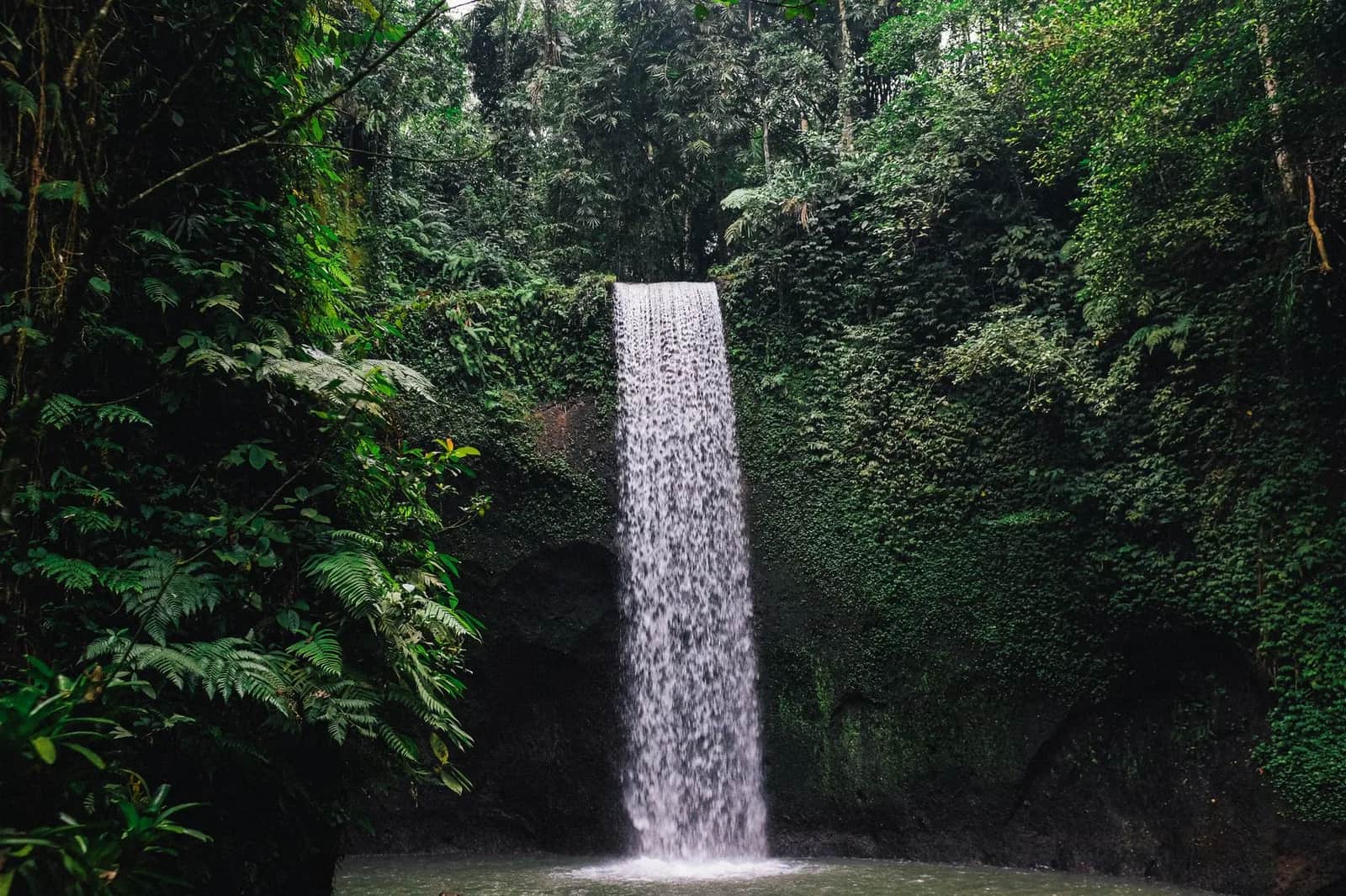 Cascade tombant en rideau dans un bassin entouré de fougères au cœur de la jungle de Bali