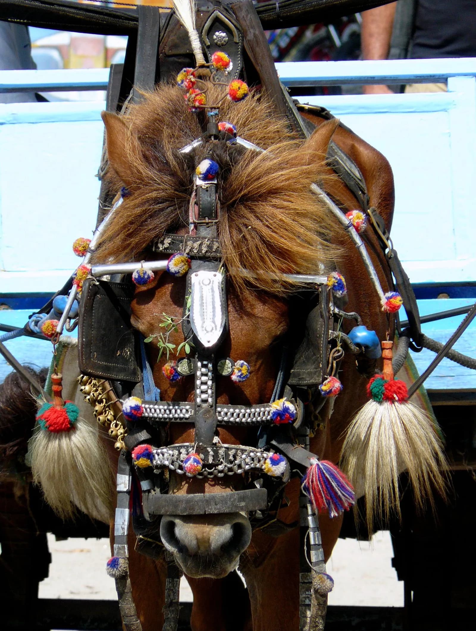 Cheval de cidomo harnaché de pompons et de clochettes devant sa charrette, à Gili Trawangan