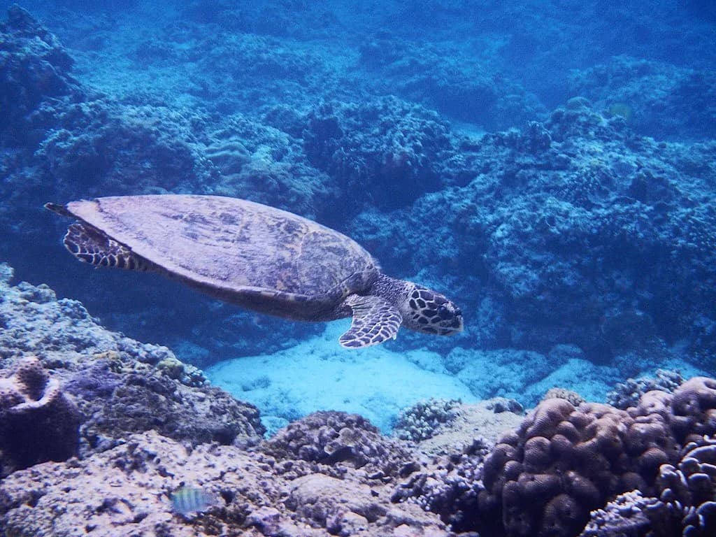 Tortue imbriquée nageant au-dessus du récif de Gili Trawangan, à quelques mètres sous la surface