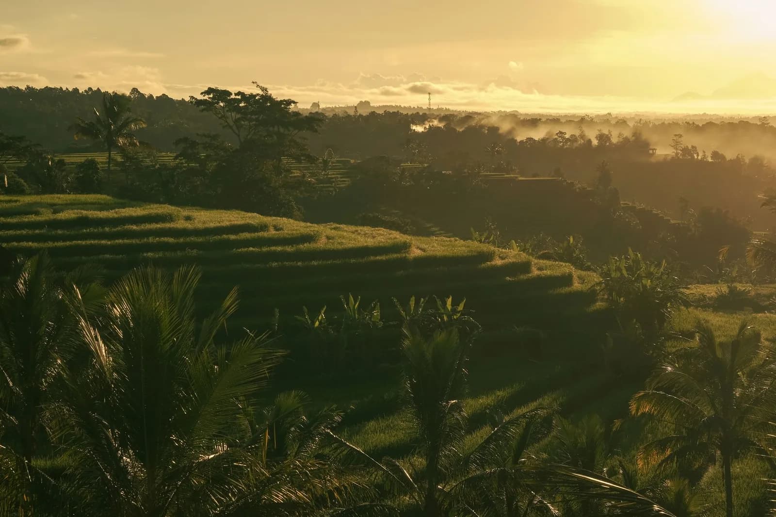 Lumière du lever de soleil et brume sur les rizières en terrasses de Jatiluwih, à l'ouest de Bali