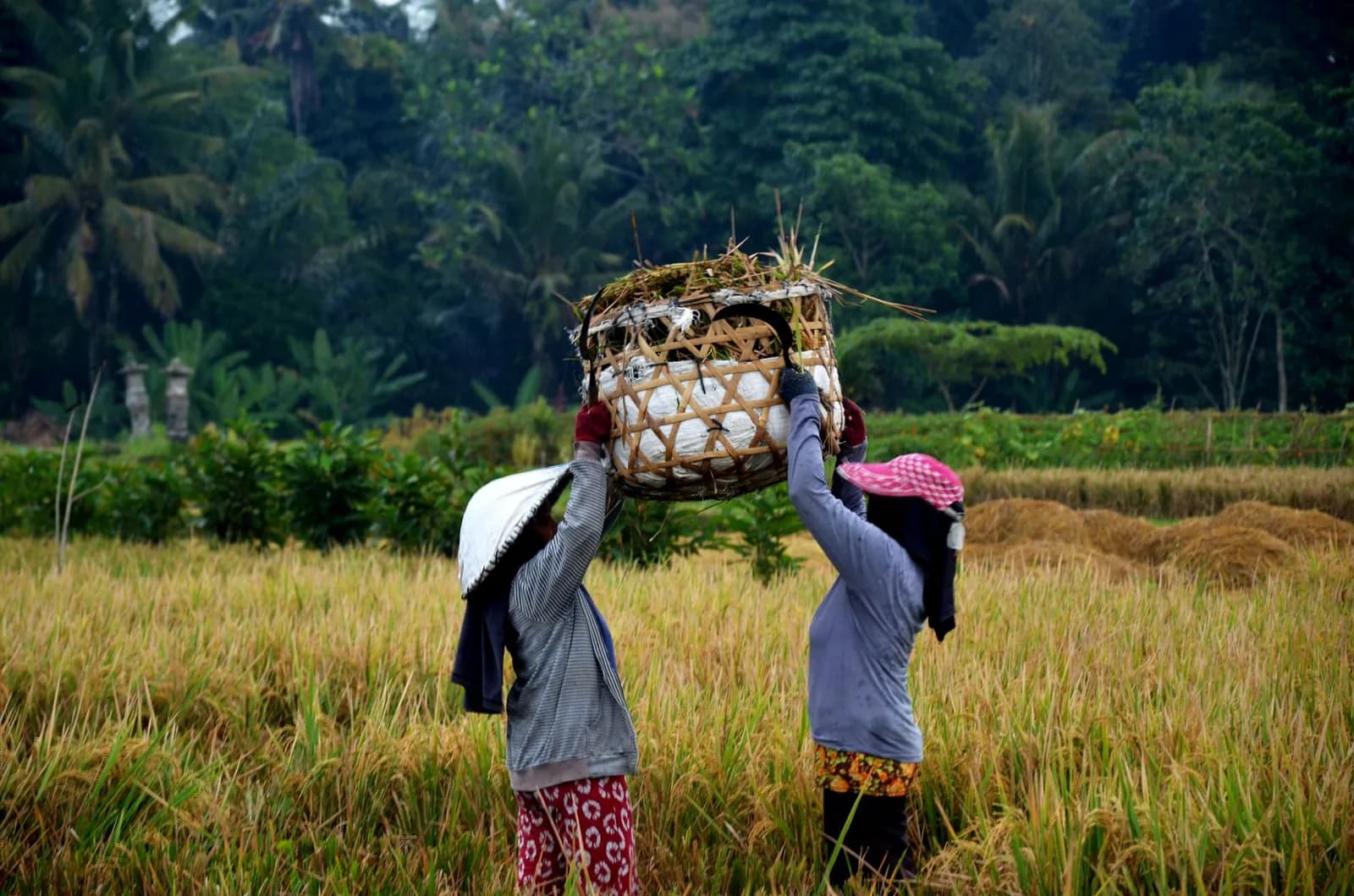 Deux paysannes balinaises portant un panier de riz récolté dans une rizière dorée à Bali