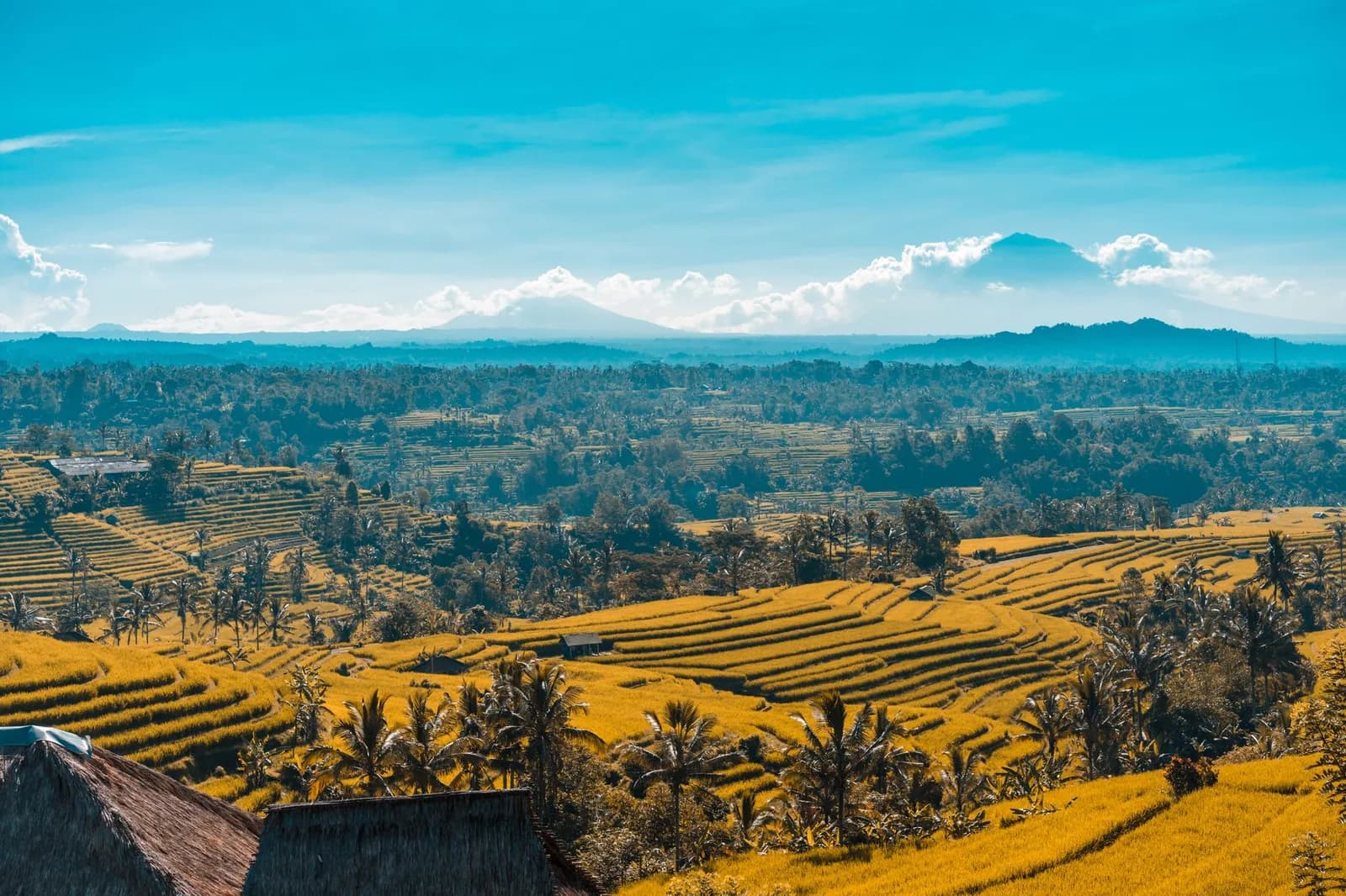 Étendue de rizières en terrasses dorées à Penebel près de Jatiluwih, avec les volcans de Bali à l'horizon