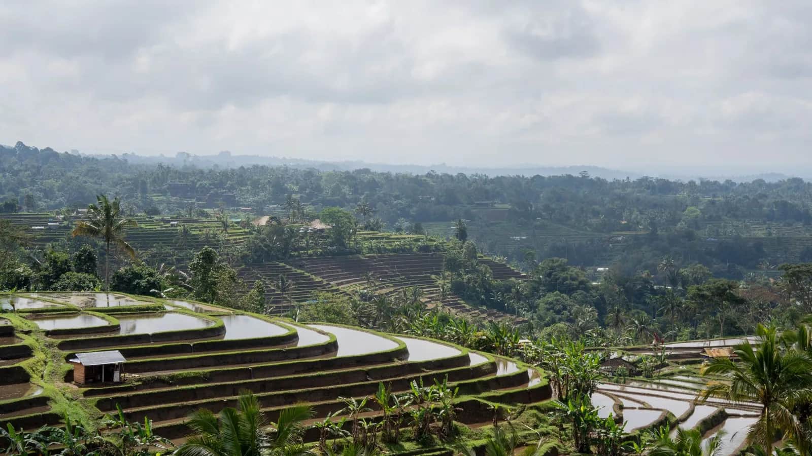 Vastes rizières en terrasses inondées de Jatiluwih dans la régence de Tabanan, à l'ouest de Bali