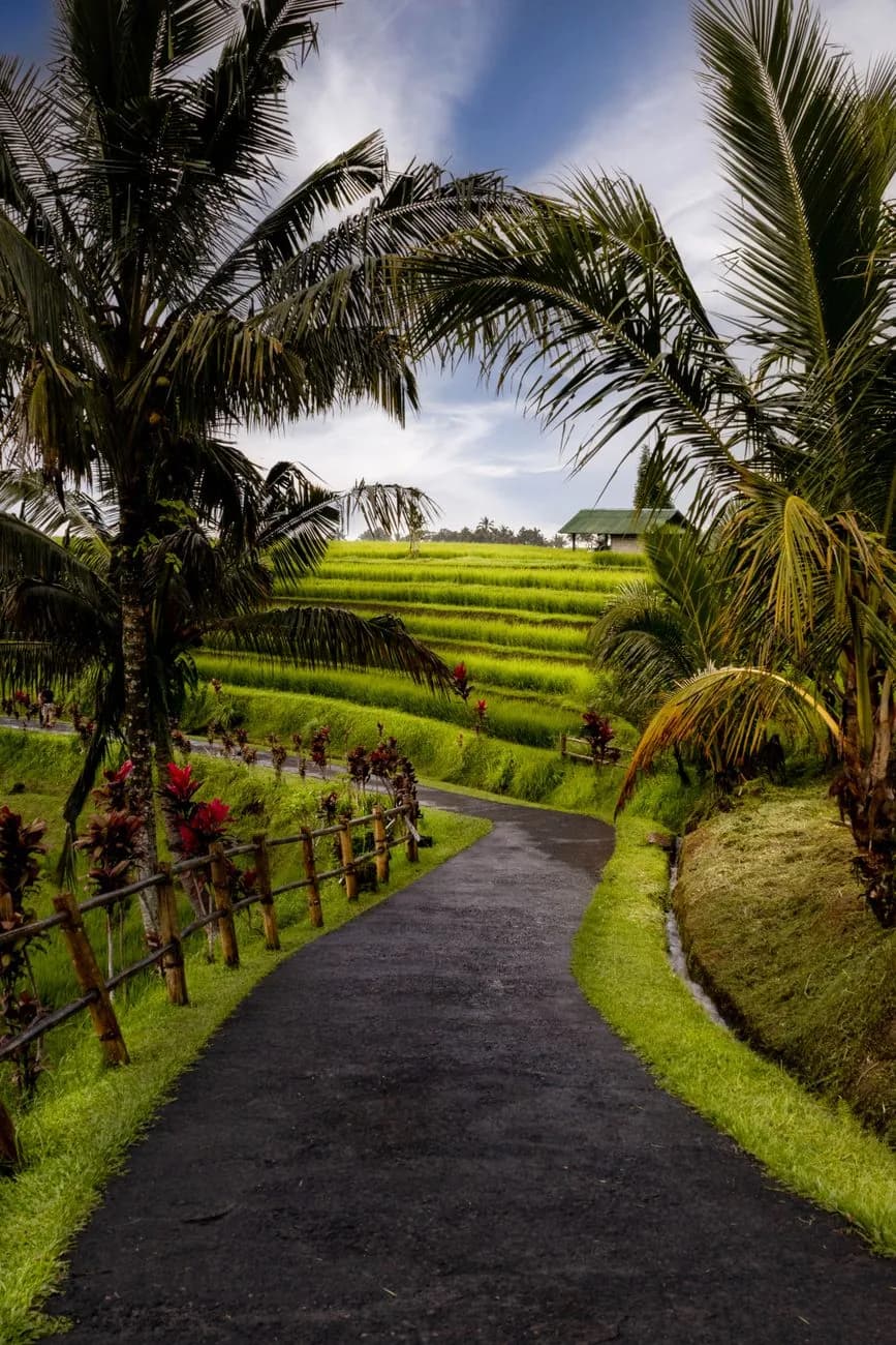 Sentier bétonné bordé d'une barrière de bambou traversant les rizières en terrasses de Jatiluwih à Bali