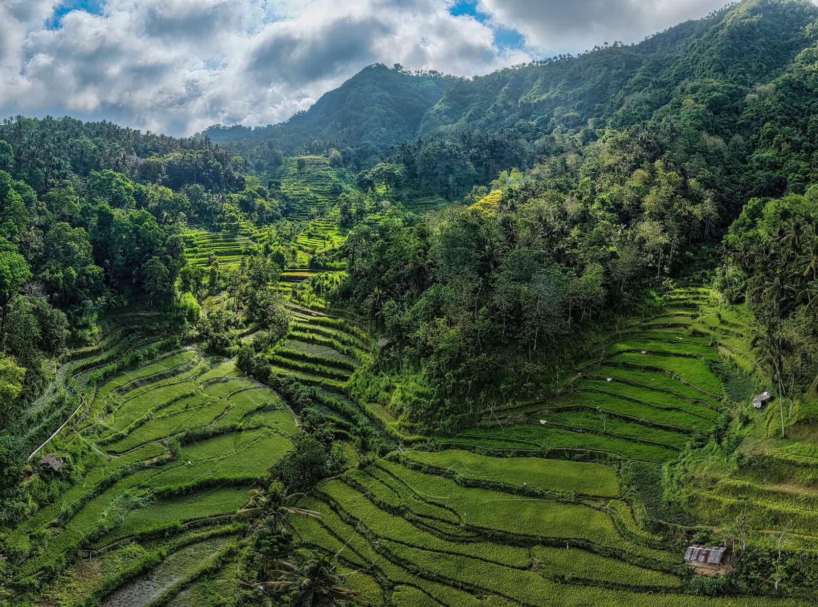 Rizières en terrasses vertes épousant le relief boisé autour de Jatiluwih, dans l'ouest de Bali