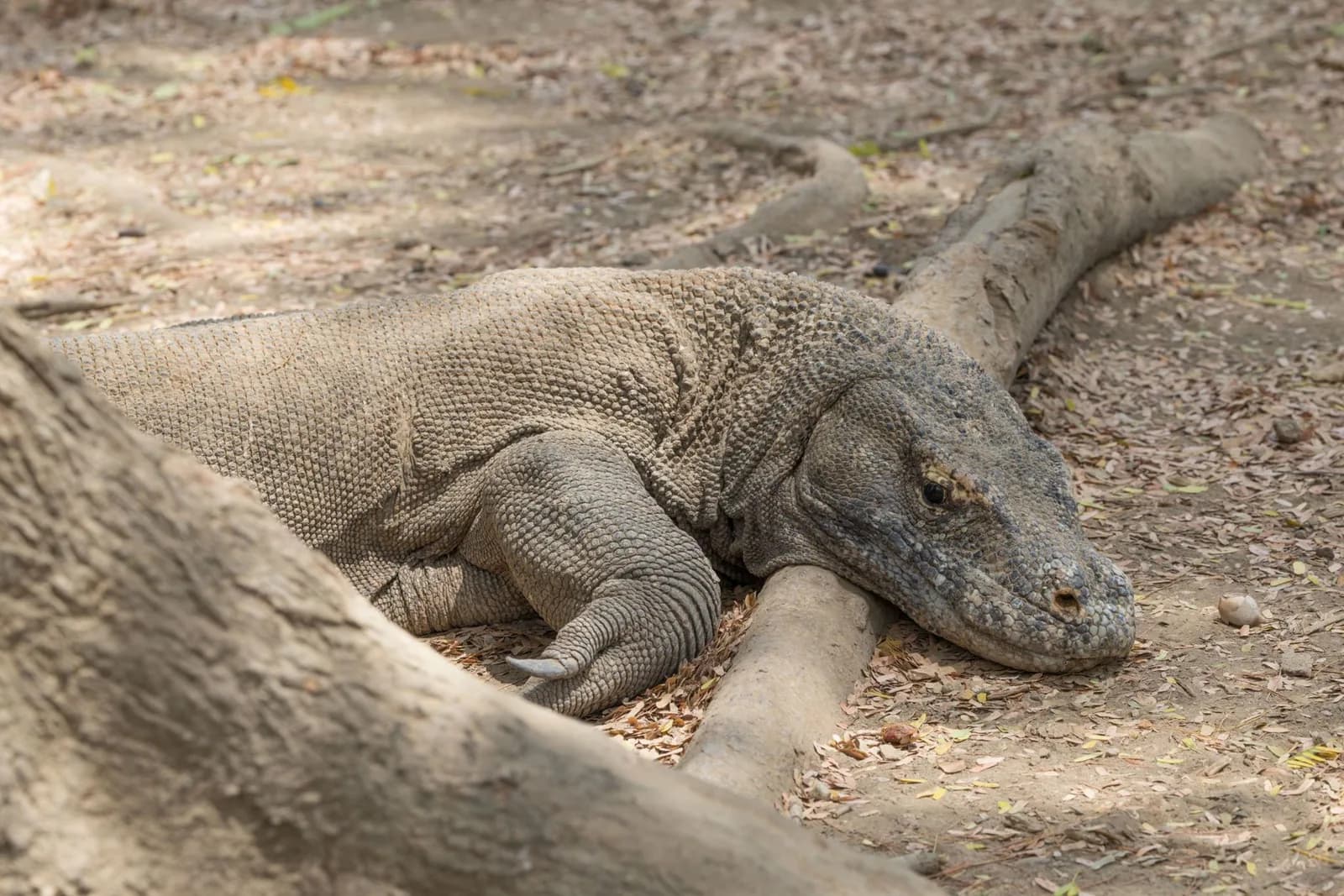 Dragon de Komodo adulte allongé sur un sol sec et caillouteux