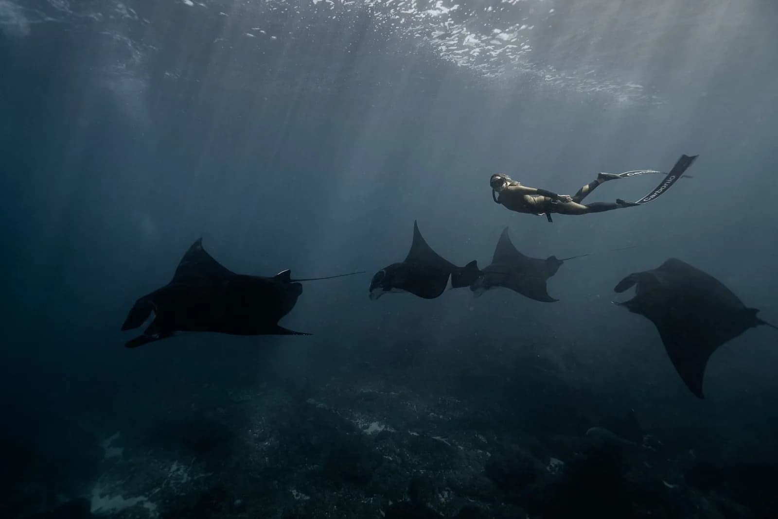 Raies manta et nageur en apnée dans l'eau bleue, comme à Manta Point dans le parc de Komodo