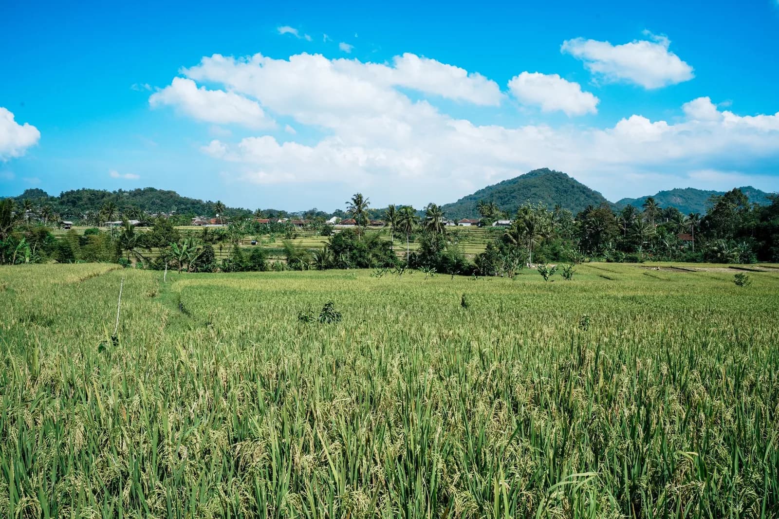 Rizières et collines boisées de l'intérieur des terres de Lombok, autour de Tetebatu