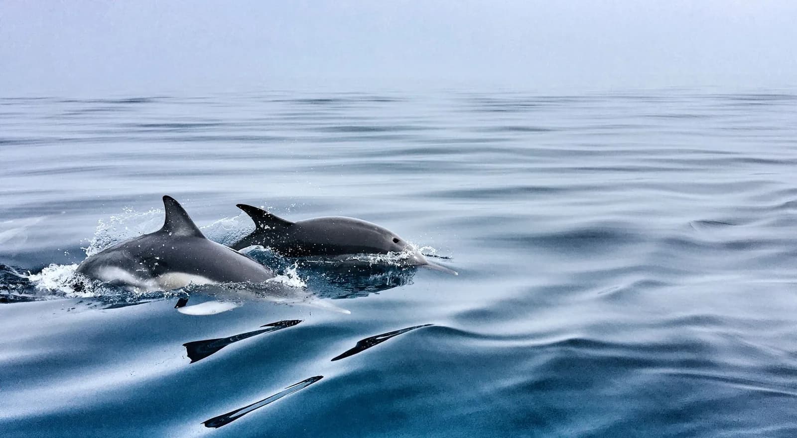 Dauphins sautant hors de l'eau dans une mer calme au large de Lovina, nord de Bali
