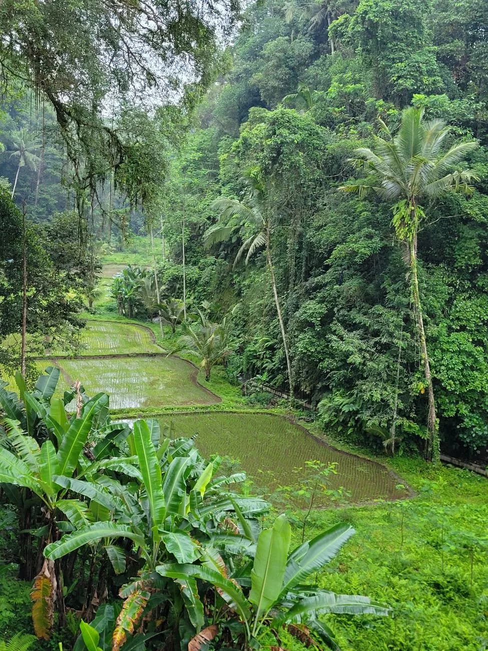 Parcelles de riz encaissées dans la jungle des hautes terres du nord de Bali