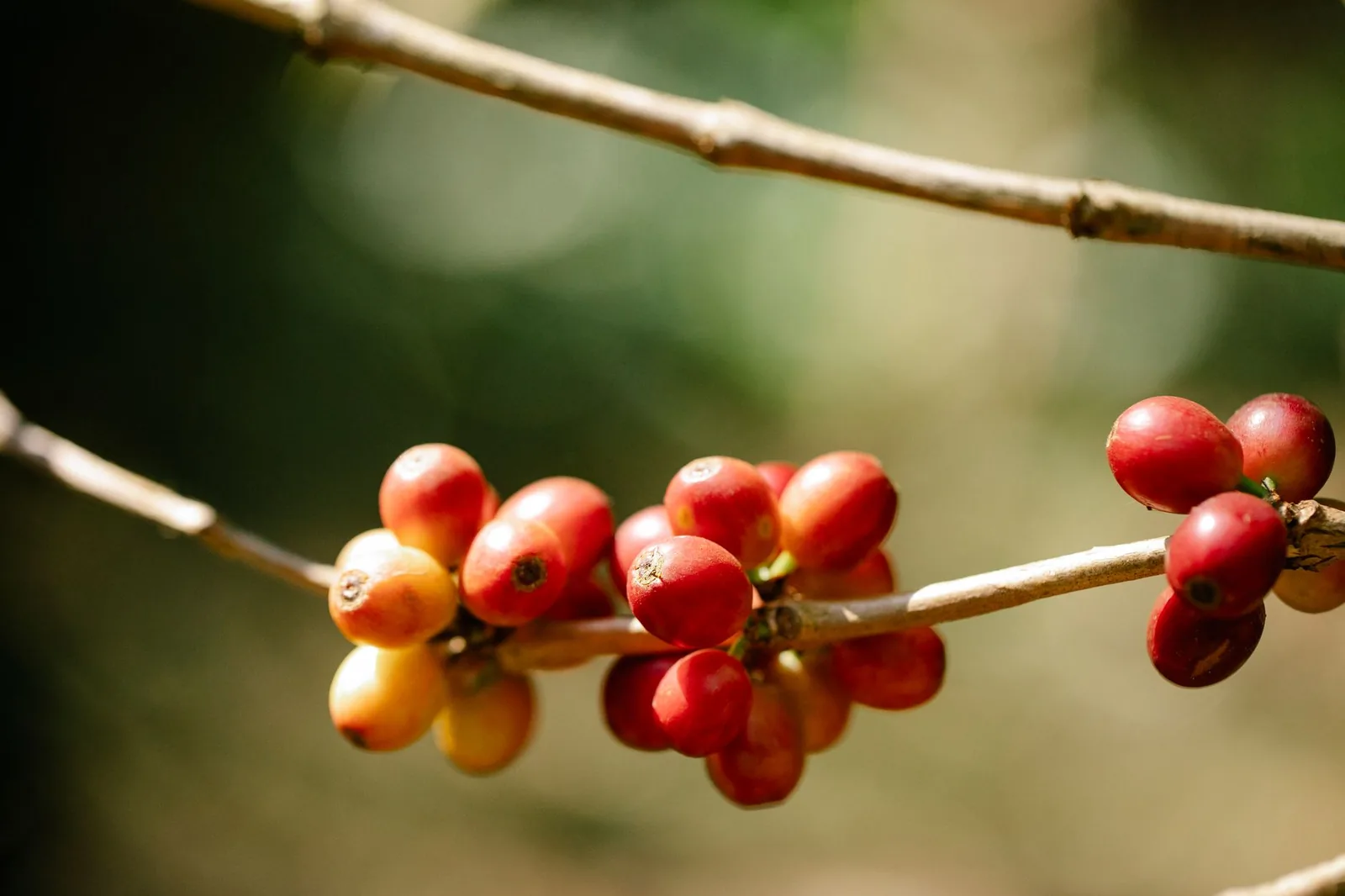 Cerises de café mûres sur une branche