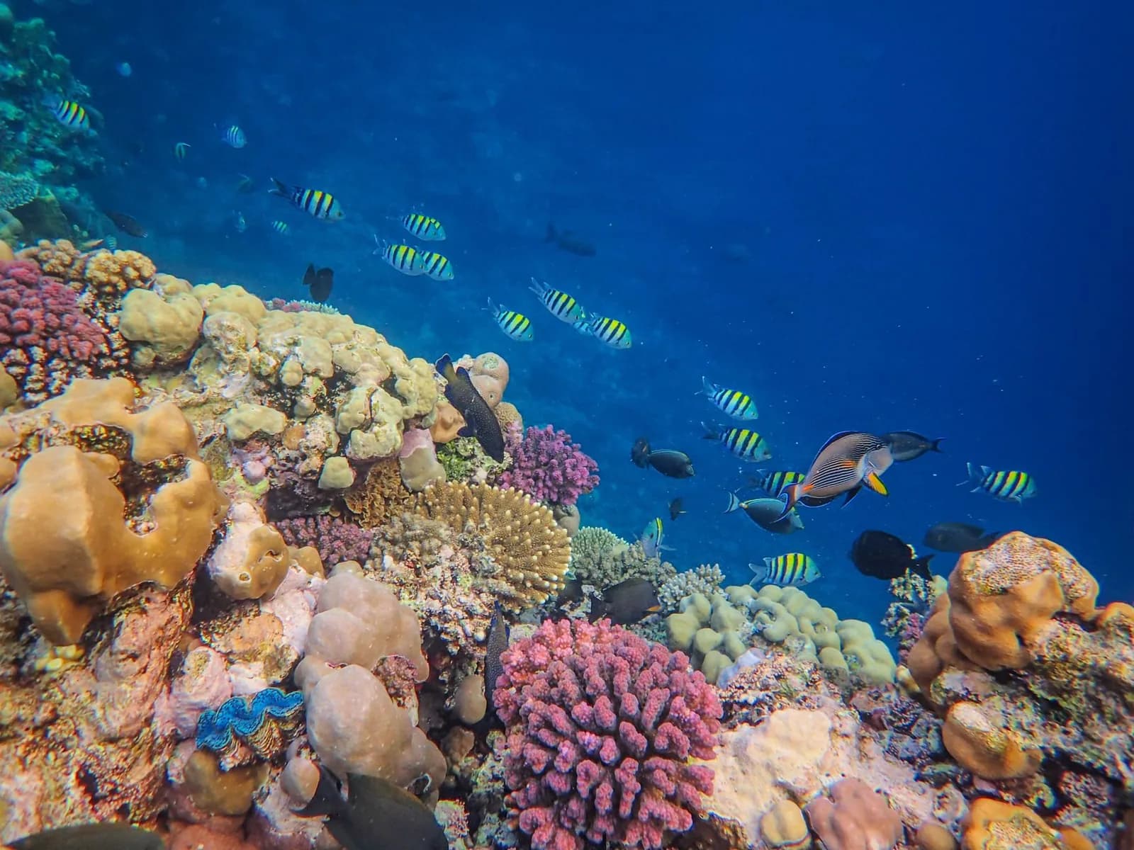 Récif corallien coloré et bancs de poissons tropicaux en snorkeling à Gamat Bay, Nusa Penida