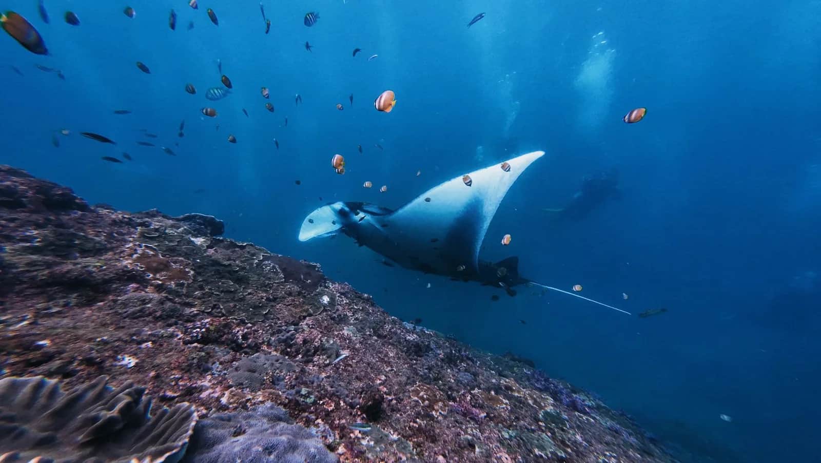 Raie manta glissant au-dessus d'un récif entouré de poissons tropicaux à Manta Point, Nusa Penida