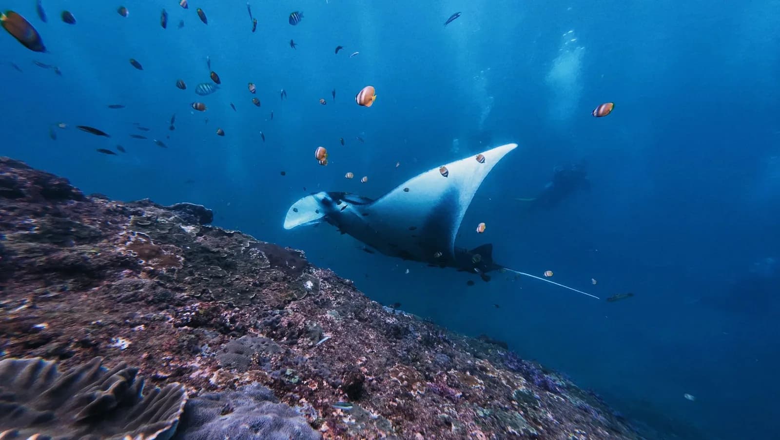 Raie manta glissant au-dessus d'un récif à Manta Point, Nusa Penida