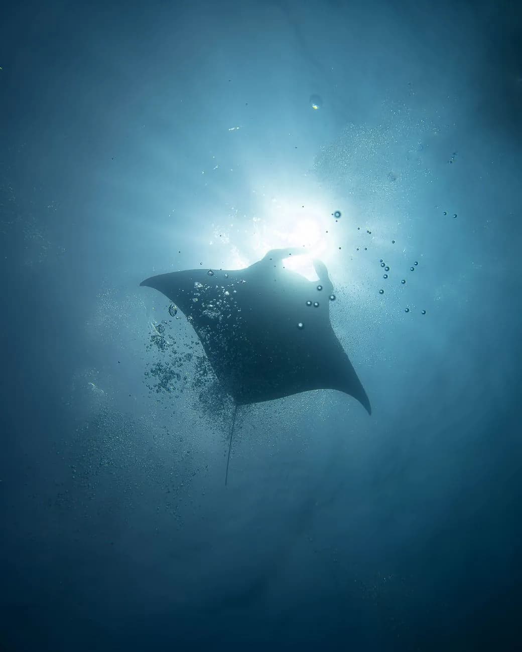 Raie manta en contre-jour remontant vers la surface au-dessus de la station de nettoyage de Manta Point, Nusa Penida