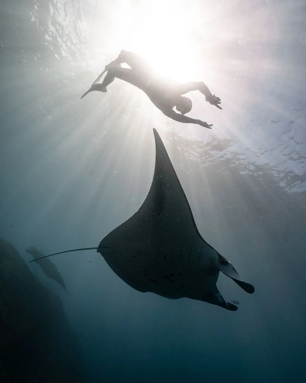 Nageur en apnée au-dessus d'une grande raie manta rétroéclairée par le soleil, sortie snorkeling à Nusa Penida