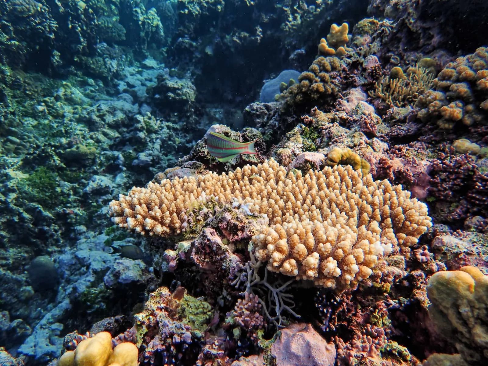 Récif corallien coloré avec coraux tabulaires et poissons de récif dans une eau claire, comme sur les sites de plongée de Padang Bai à Bali