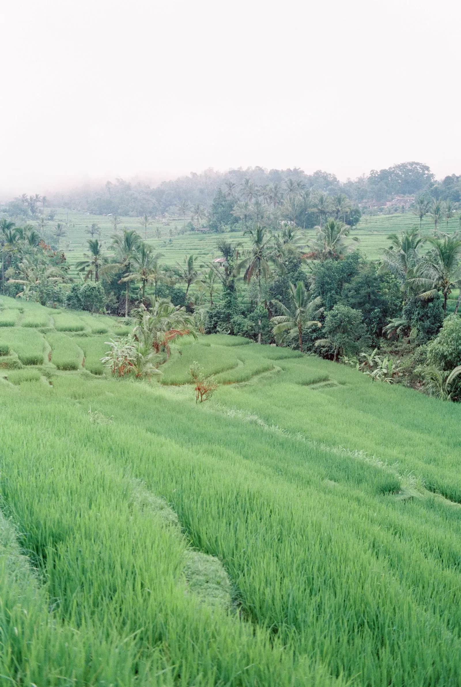 Rizières en terrasses à Bali