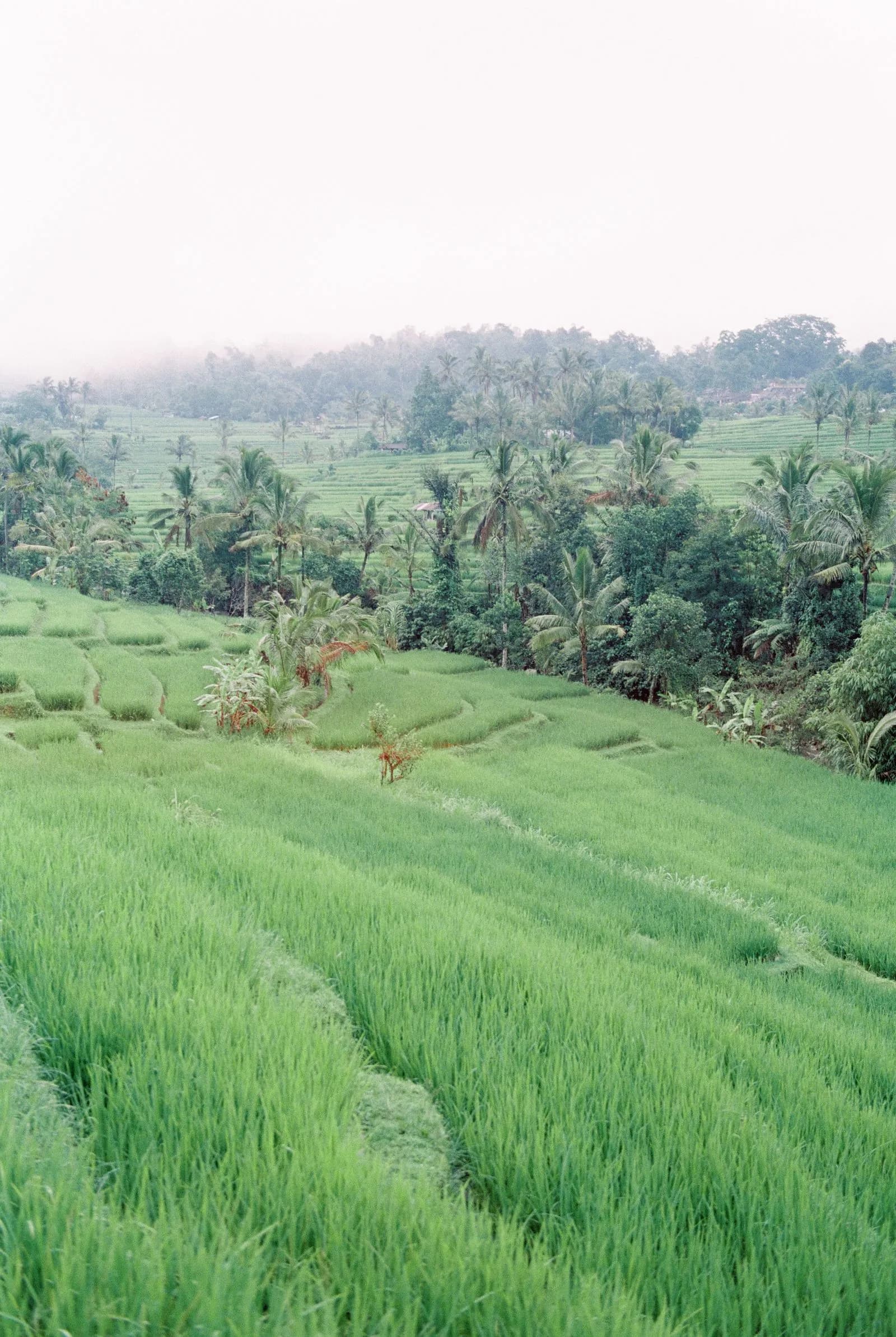 Rizières en terrasses à Bali