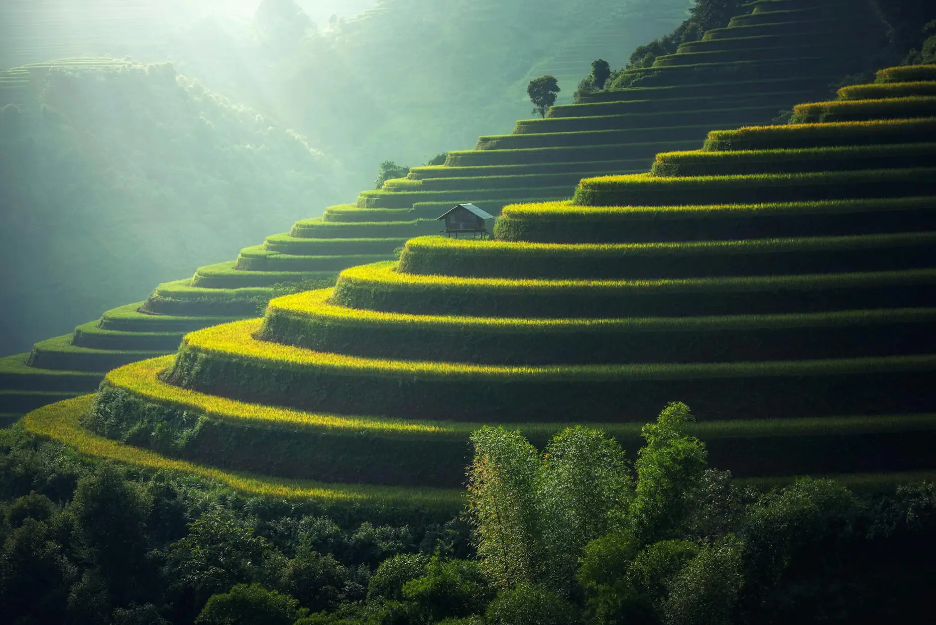 Rizières de Bali au lever du soleil