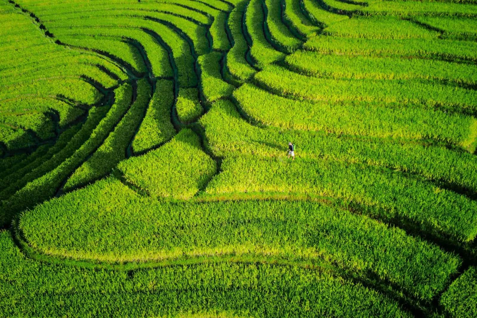 Rizières de Bali sous le soleil tropical