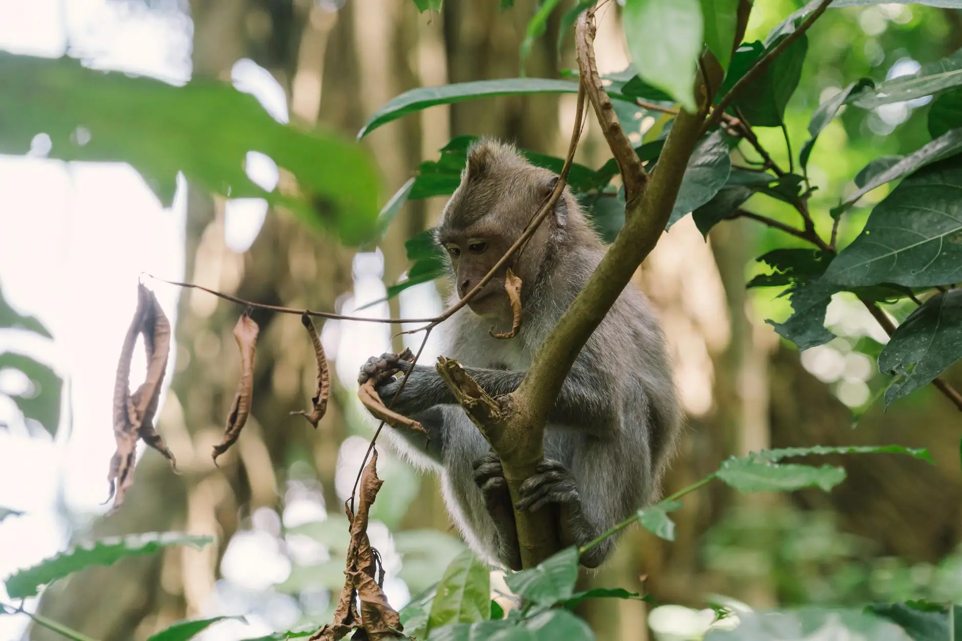 Forêt d'Ubud