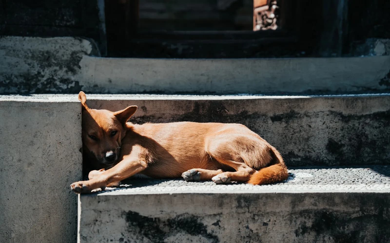 Chien balinais endormi sur les marches d'un temple à Bali