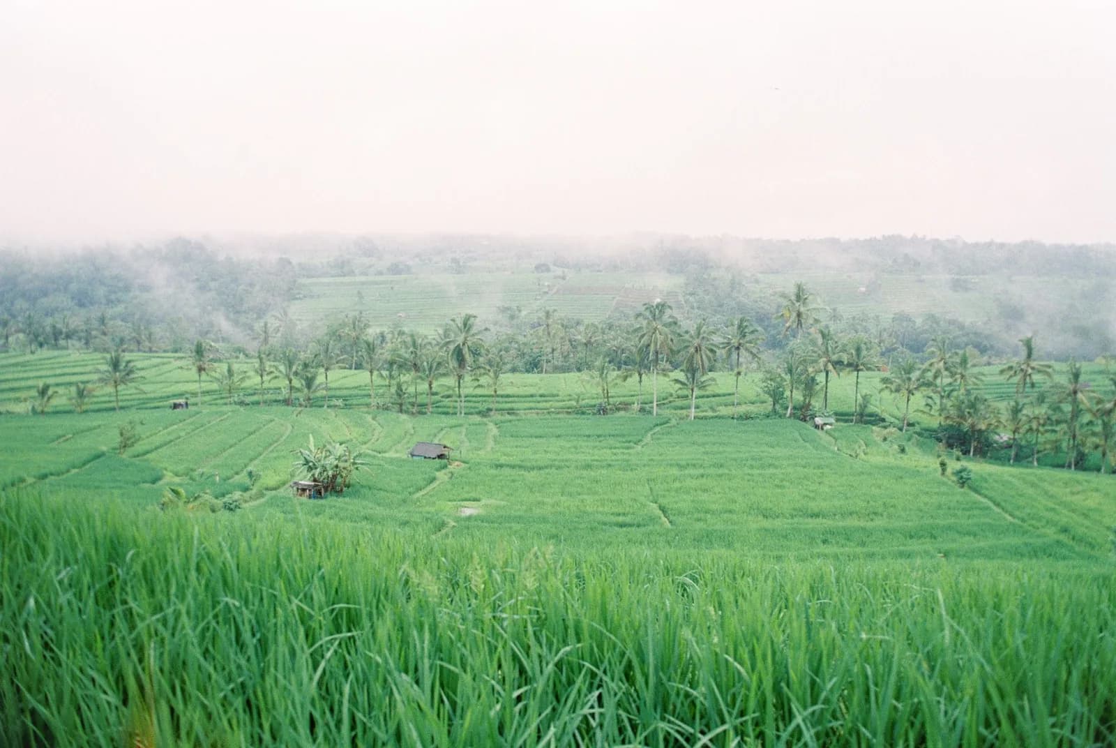 Rizières vertes de Bali sous la brume pendant la saison des pluies