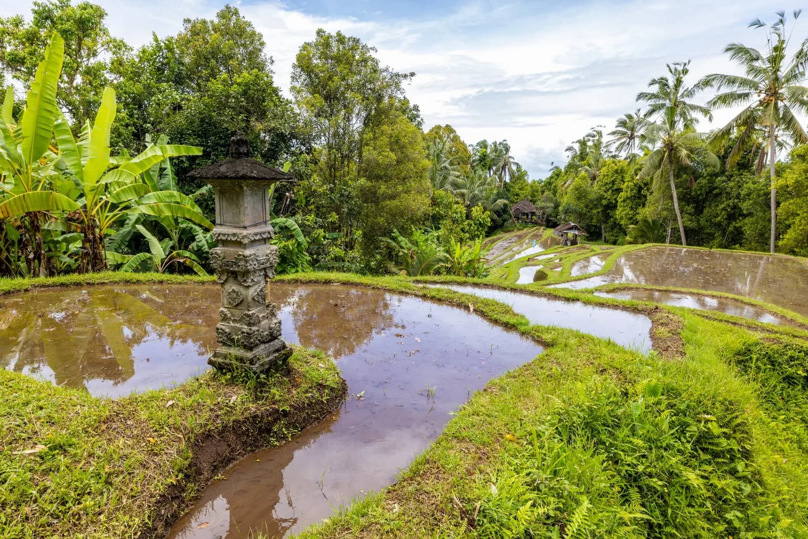 Terrasses de riz inondées juste avant la plantation, avec un petit autel de pierre au bord d'une parcelle à Bali