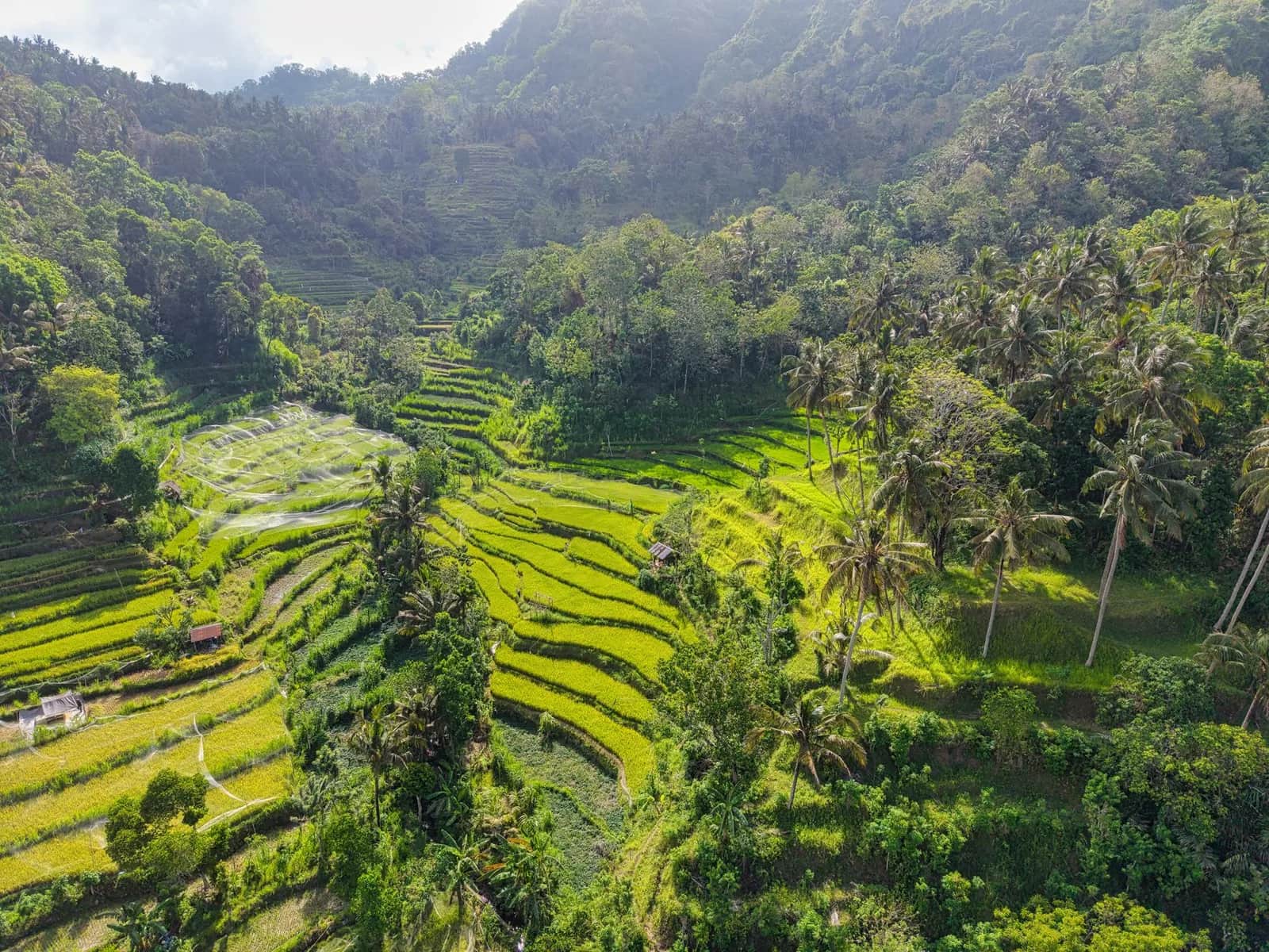 Rizières en terrasses vert vif au creux d'une vallée de jungle et de cocotiers à Bali