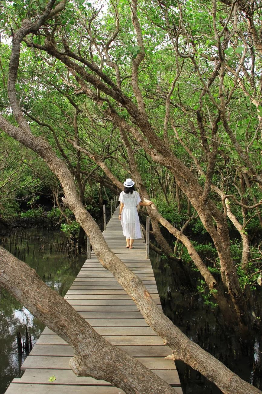 Passerelle de bois sous les branches d'une forêt de mangrove, comme dans le parc de Tahura Ngurah Rai au sud de Sanur