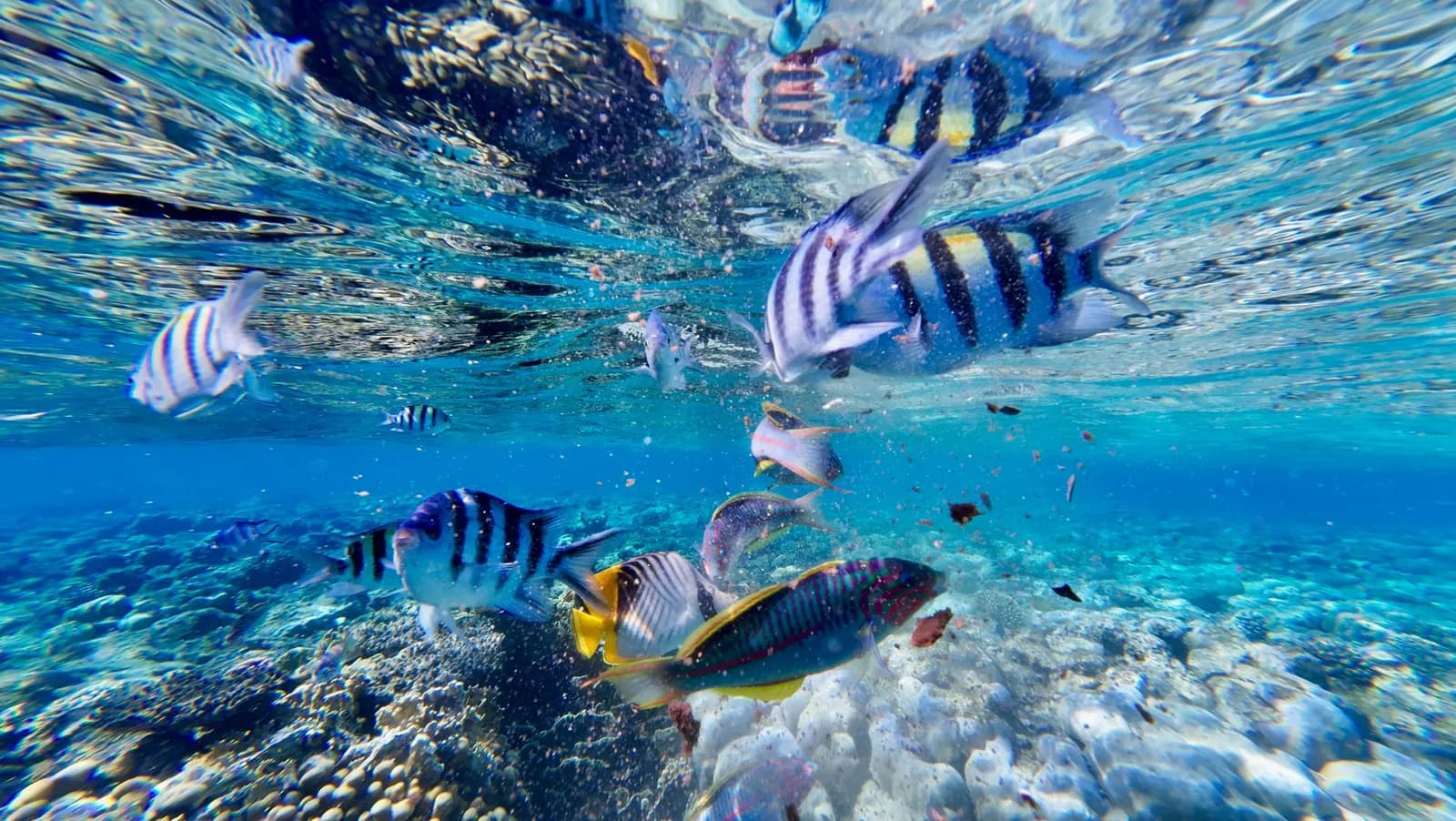 Bancs de poissons tropicaux juste sous la surface au-dessus d'un récif peu profond, comme dans le lagon de Sanur