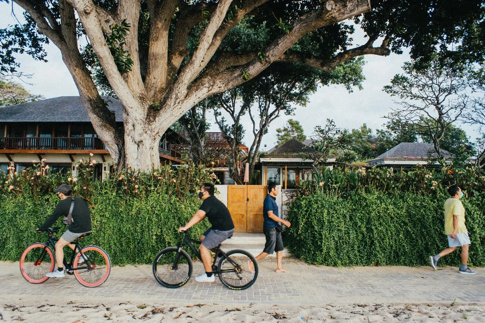 Cyclistes et promeneurs sur le chemin pavé du bord de mer de Sanur, à Bali, devant les jardins des hôtels et un grand arbre