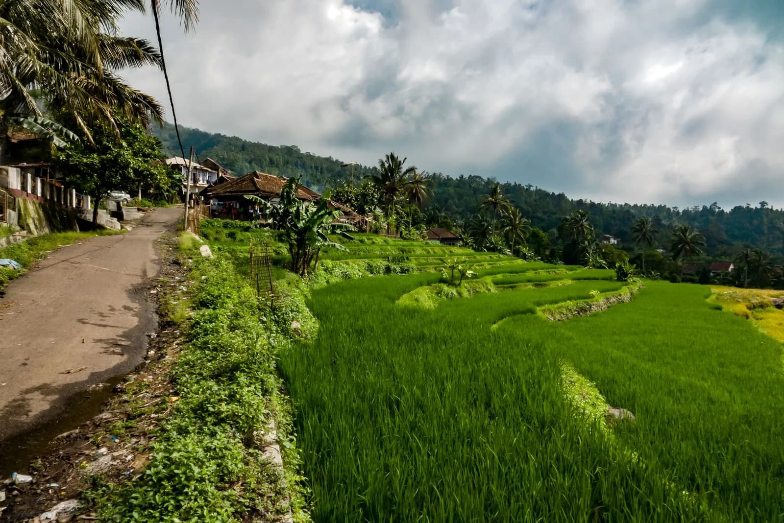 Chemin longeant une rizière en terrasses d'un vert intense, à Bali