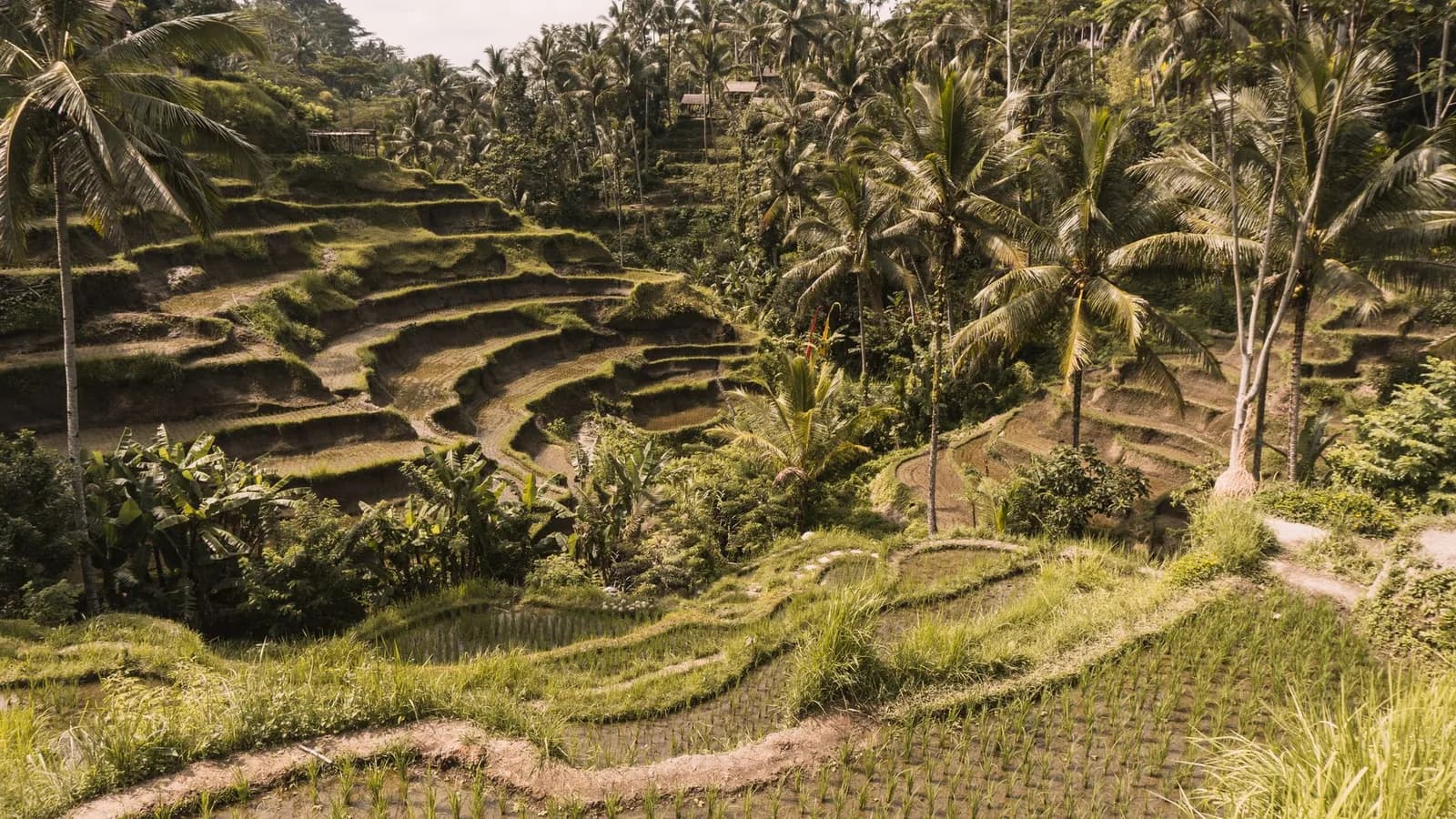 Rizières en terrasses du système subak balinais, le paysage classé à l'UNESCO auquel appartient Taman Ayun