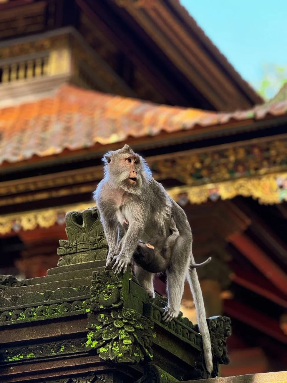 Macaque à longue queue et son petit posés sur une sculpture du temple d'Uluwatu, Bali