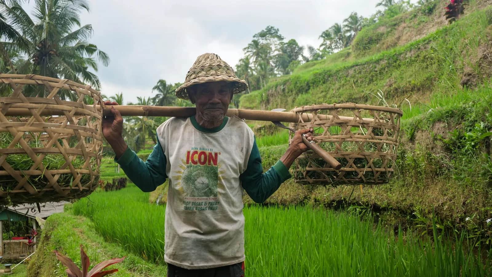 Agriculteur balinais portant des paniers en bambou dans les rizières en terrasses à Bali