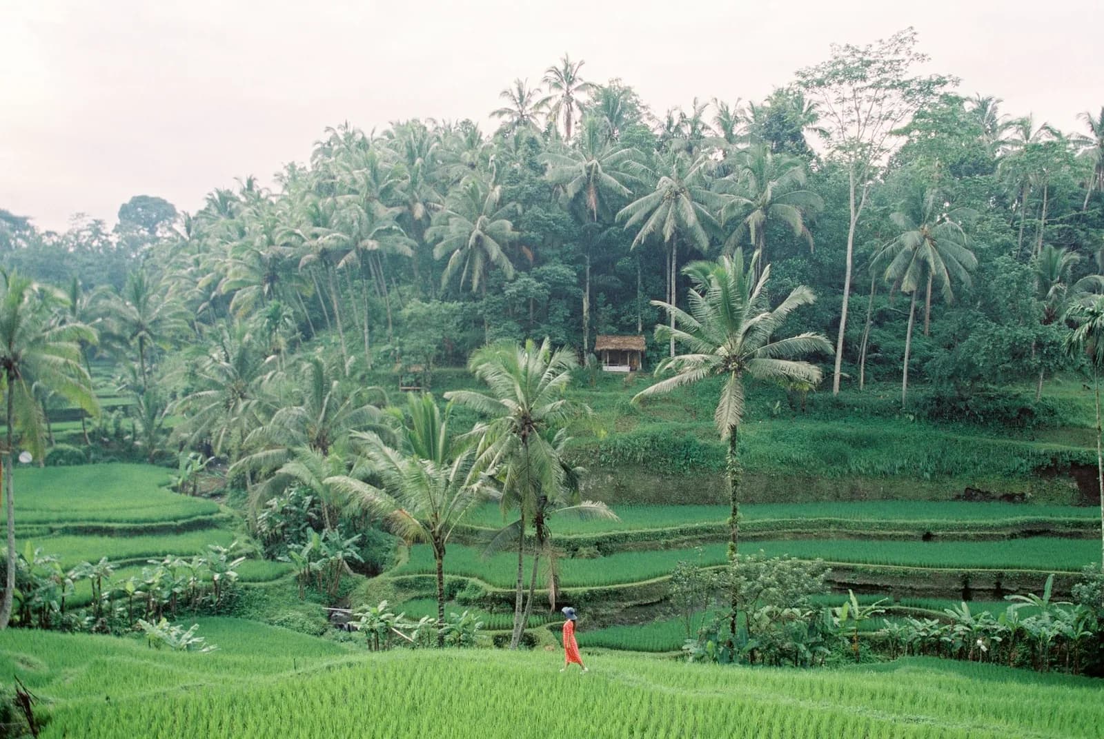 Voyageuse marchant entre les rizières en terrasses verdoyantes de Tegallalang, près d'Ubud à Bali