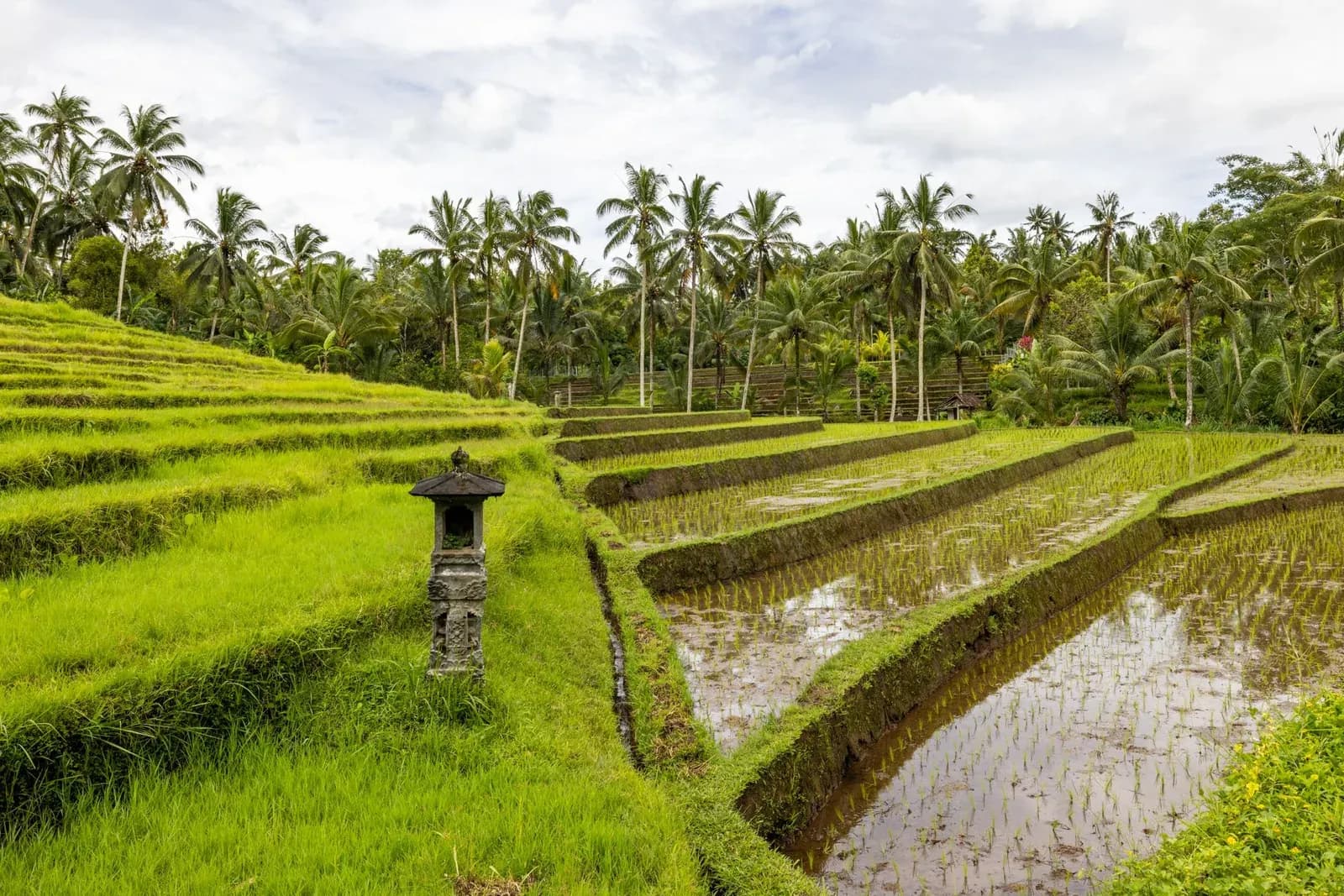 Rizières en terrasses inondées et petit autel de pierre aux abords d'Ubud